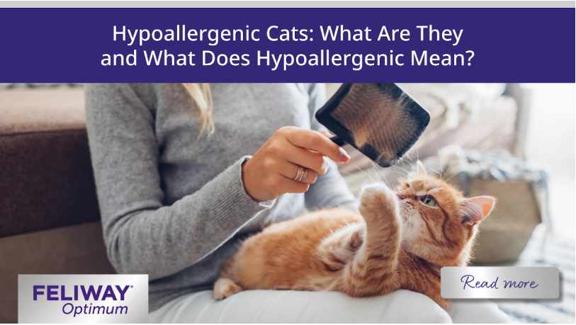 Woman grooming a ginger cat at home.