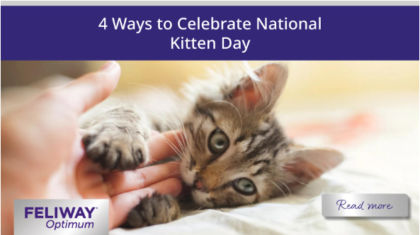 Human petting a small kitten who is lying down.