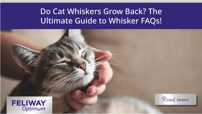 Can Catfish Grow Their Whiskers Back? Surprising Facts Revealed