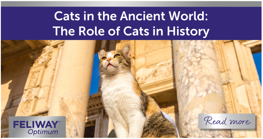 A cat sat on the pillar of an ancient building.