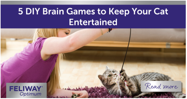 Girl and cat playing together with a DIY rod toy.