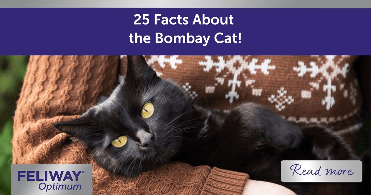 Bombay 2024 cat rescue