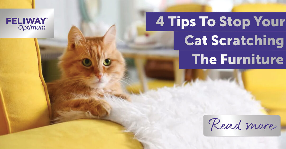 Tips for How to Keep Cats from Scratching Furniture
