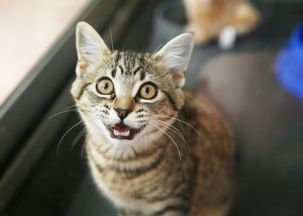 50 Times Felines Pulled a Funny Cat Face