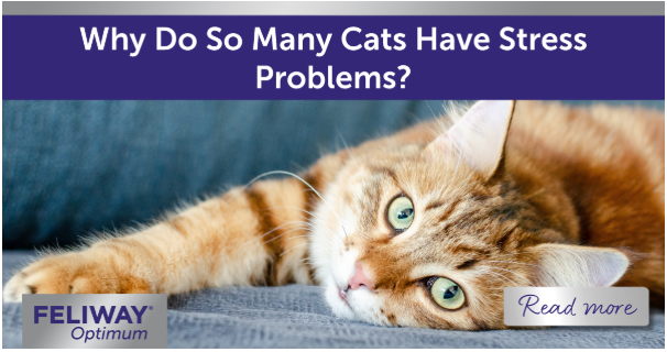 Ginger cat stretching on their side on a blue sofa.