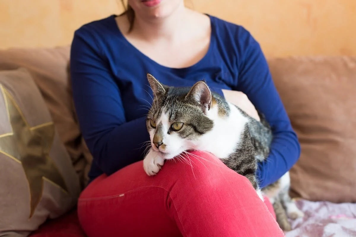 Difference between feliway and feliway deals multicat