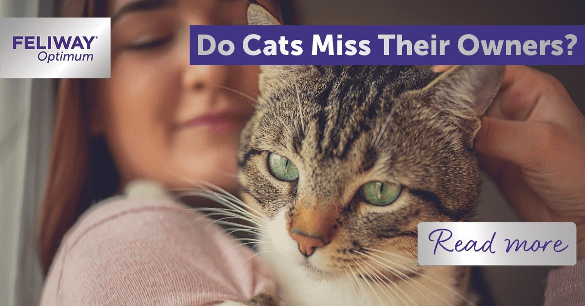 do cats miss their owners
