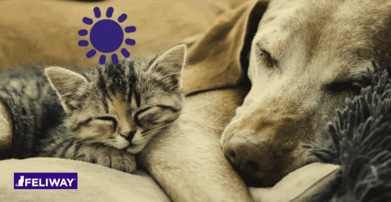 Cat and DOG Chat With Caren: Challenge your Pet with the 2 in 1