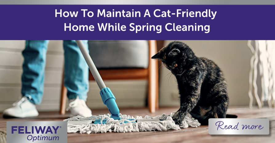 Black cat playing with a mop.