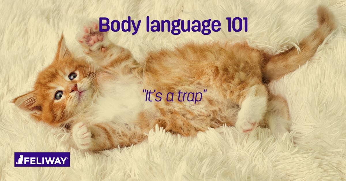 12 Cat Sounds Your Cat Makes and What They Mean - Modern Cat