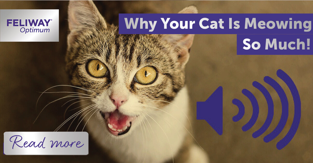 Cat Meowing and Making Cat Sounds: Why Do Cats Meow?