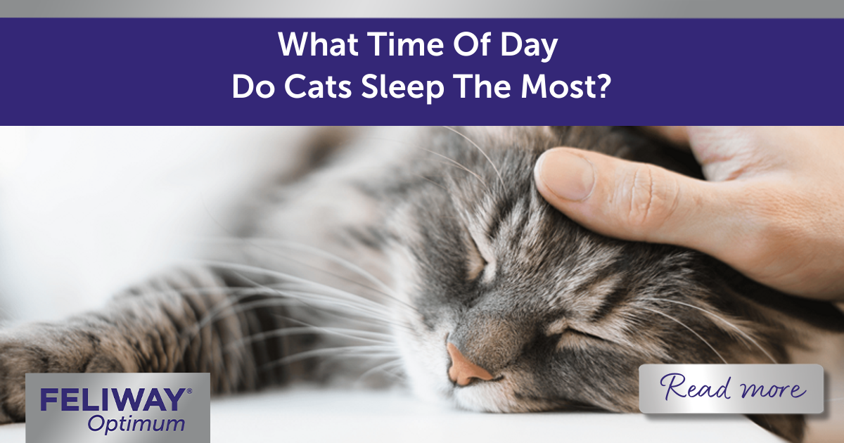 Sleeping grey cat