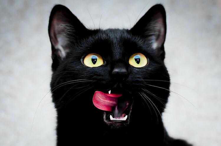 Are black cats rare?
