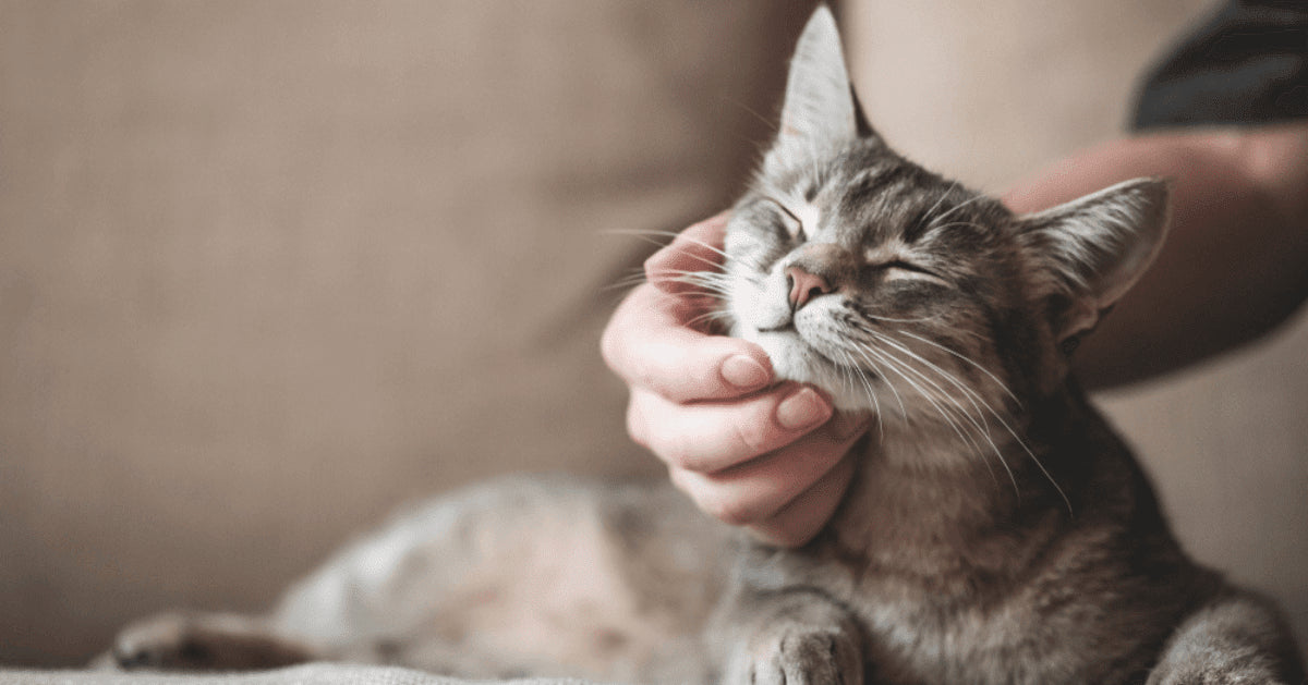 11 Tips to adopt an adult Cat, and Support a Purrfect Home