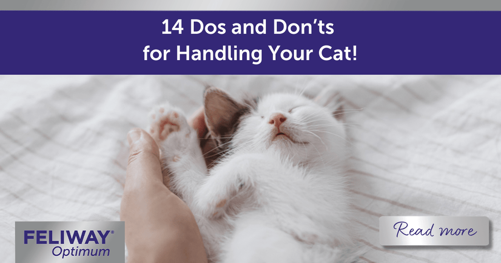 How Much Attention Do Cats Need: Essential Tips for Happy Pets