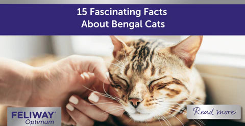 bengal cat facts