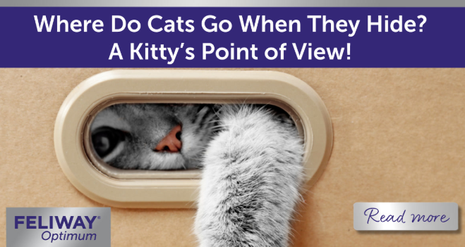 Grey cat hiding in a cardboard box with their paw reaching out.