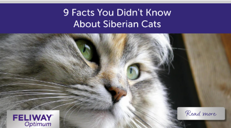  Fluffy long-haired Siberian Cat.