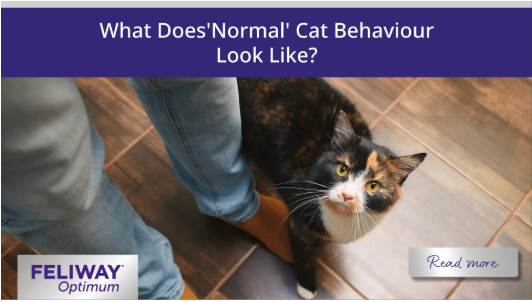 What Does 'Normal' Cat Behavior Look Like?