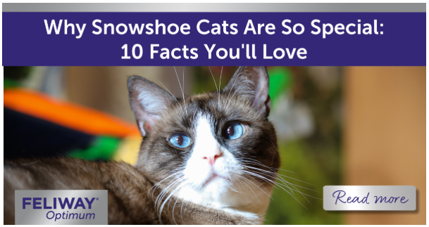 Snowshoe cat lying on the floor indoors. 