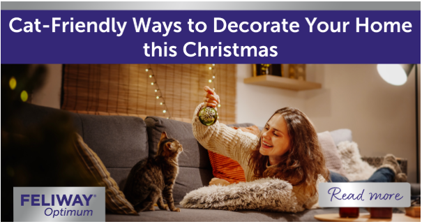 Happy woman showing a Tabby cat a shiny bauble. 