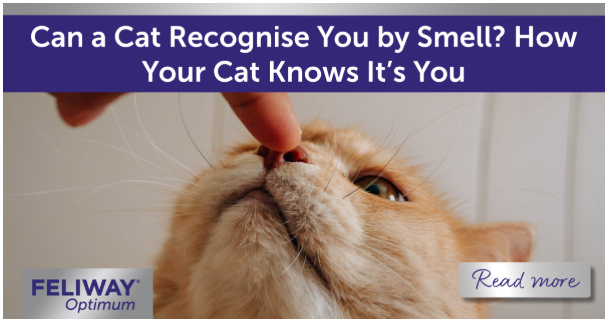 A cat smelling a human’s finger with their face tilted upwards.