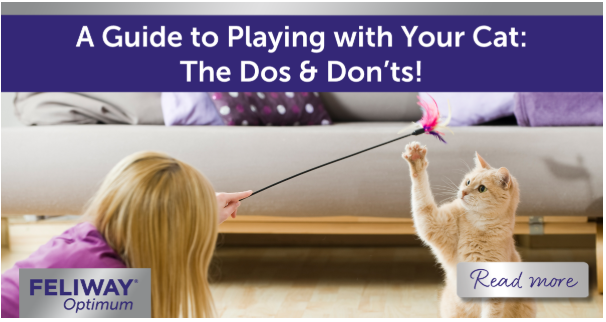 Girl lying on the floor, using a colourful feather toy to play with her cat who is reaching for the toy.