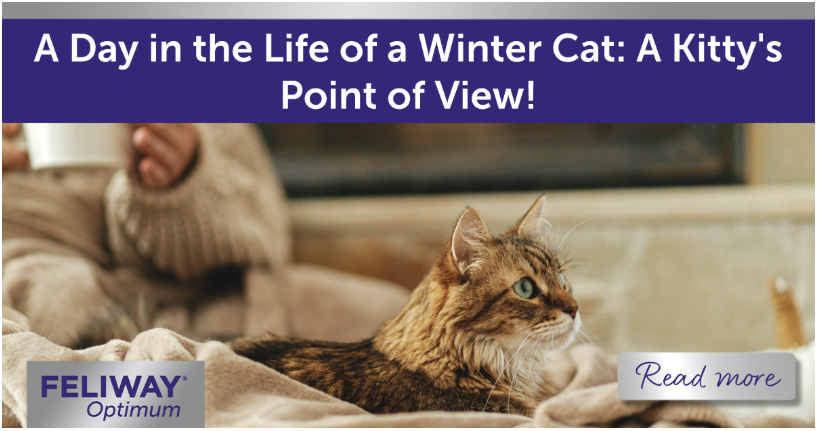 Cat lying on a blanket in front of a fire next to a human. 