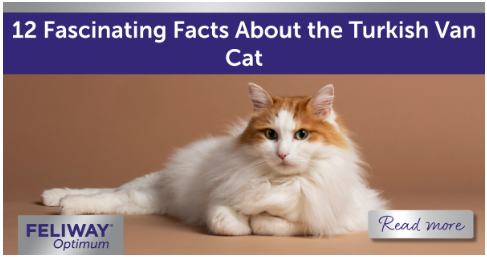 White & brown Turkish Van cat with long fluffy hair lying down.