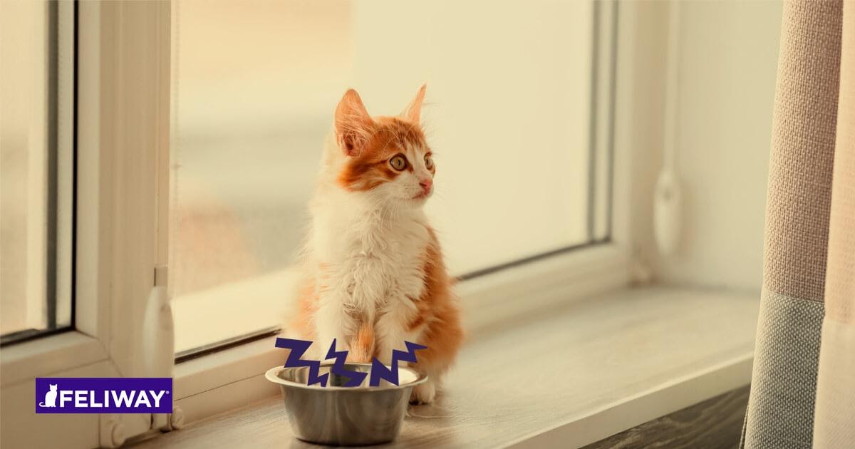 7 Reasons Your New Kitten Might Not Be Eating