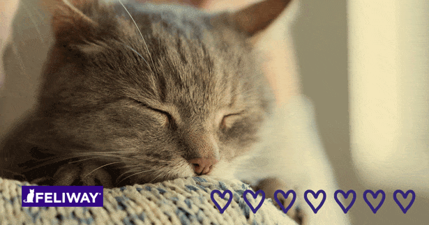 8 Surprising Ways Cats Tell You They Love You