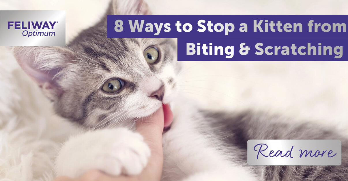 8 Ways to Stop a Kitten from Biting and Scratching