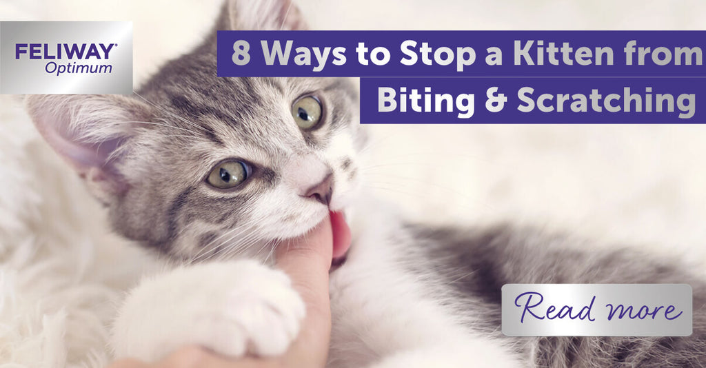 Effective Strategies to Prevent Cat Biting and Build a Gentle Bond ...