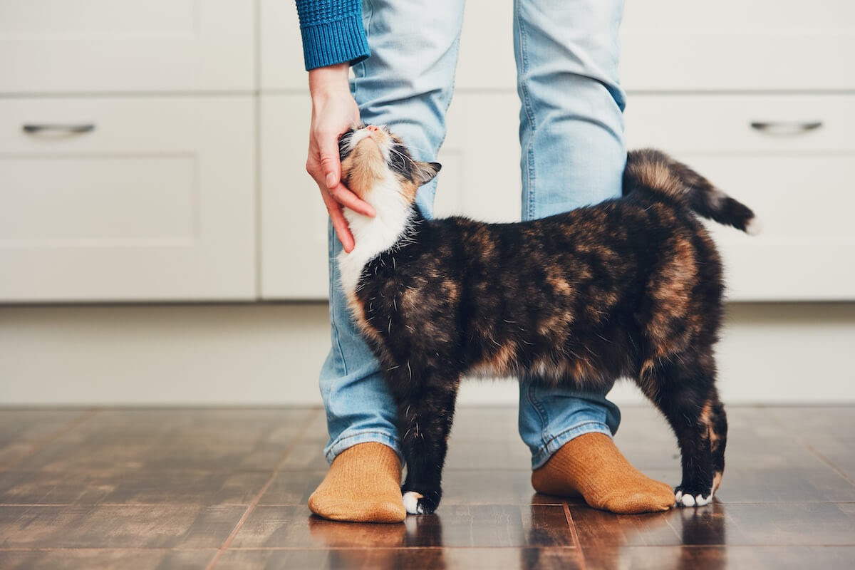 9 ways to create a purrfect relationship with your cat