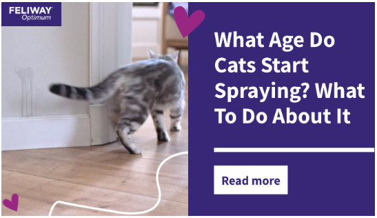 A cat running away from the pee they just sprayed on to the wall.