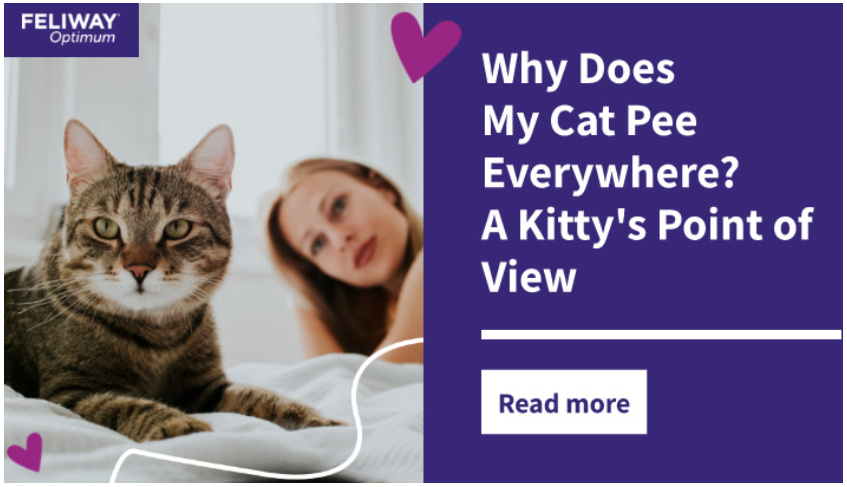 Why Does My Cat Pee Everywhere? A Kitty's Point of View
