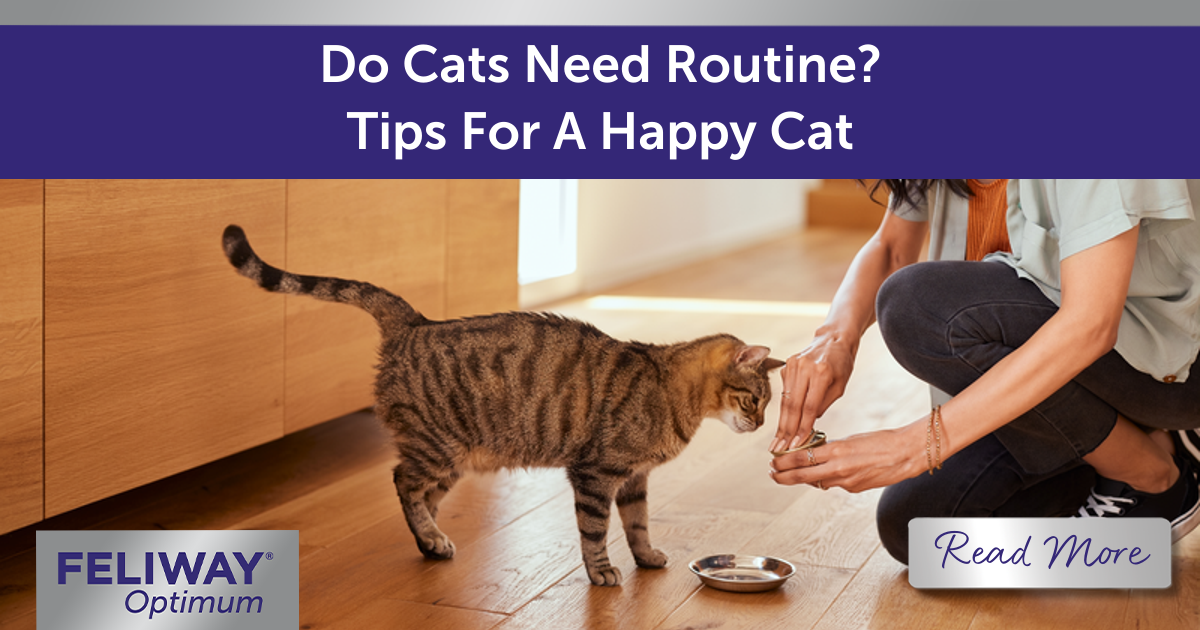 Do Cats Need Routine? Tips For A Happy Cat