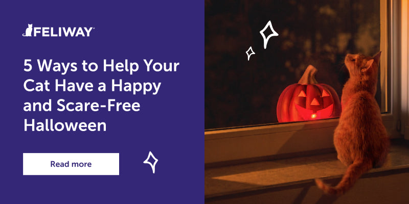 5 Ways to Help Your Cat Have a Happy and Scare-Free Halloween
