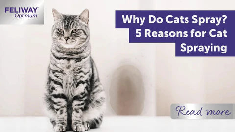 cat spraying in home 5 reasons why