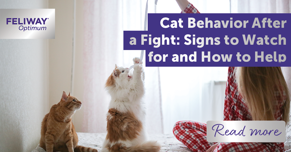 Cat Behavior After a Fight: Signs to Watch for and How to Help