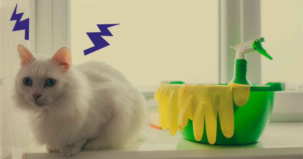 How To Clean Cat Urine In 6 Steps