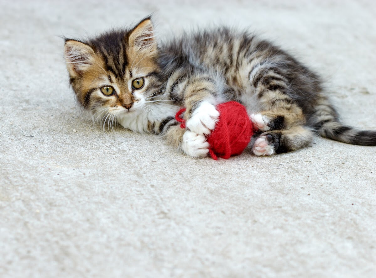 Troublesome Teenage Kitties! Is My Cat Going Through the 'Terrible Two's'?