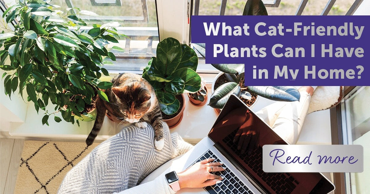 cat friendly plants at home