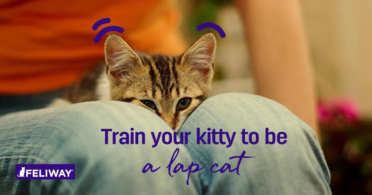 How To Train Your Kitten to be a Lap Cat, 9 Tips