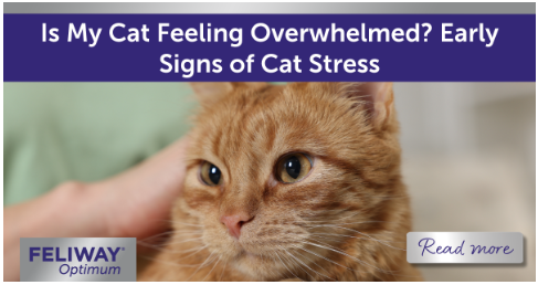 C:\Users\Phuong\Downloads\Ginger cat sat on their human’s lap.