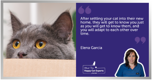 C:\Users\Phuong\Downloads\Grey cat with golden eyes looking out from the top of a cardboard box.