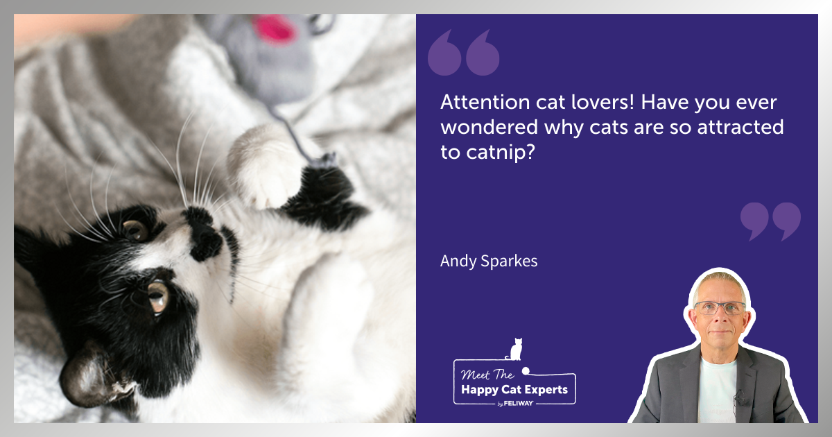 Cats and Catnip… why the attraction?