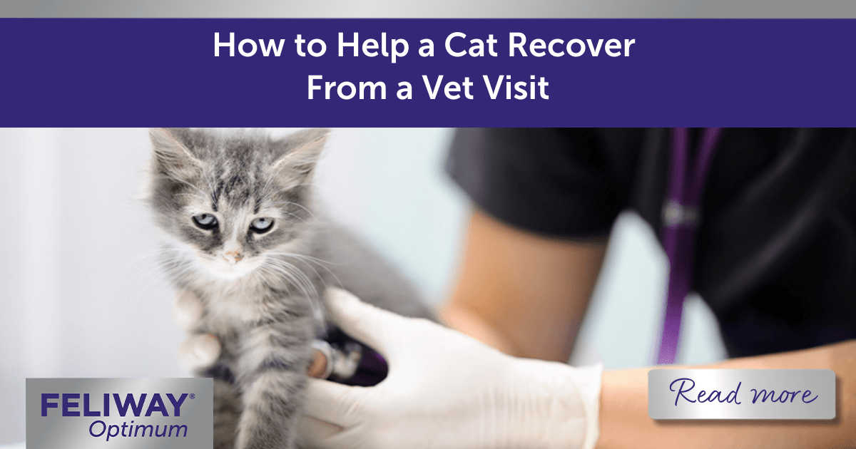 How to Help a Cat Recover From a Vet Visit