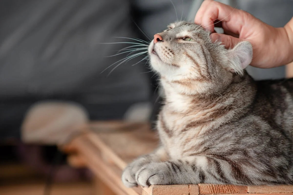 5 Tips To Help Your Cat Be Even More Happy and Serene!