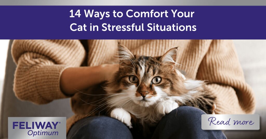 14 Ways to Comfort Your Cat in Stressful Situations